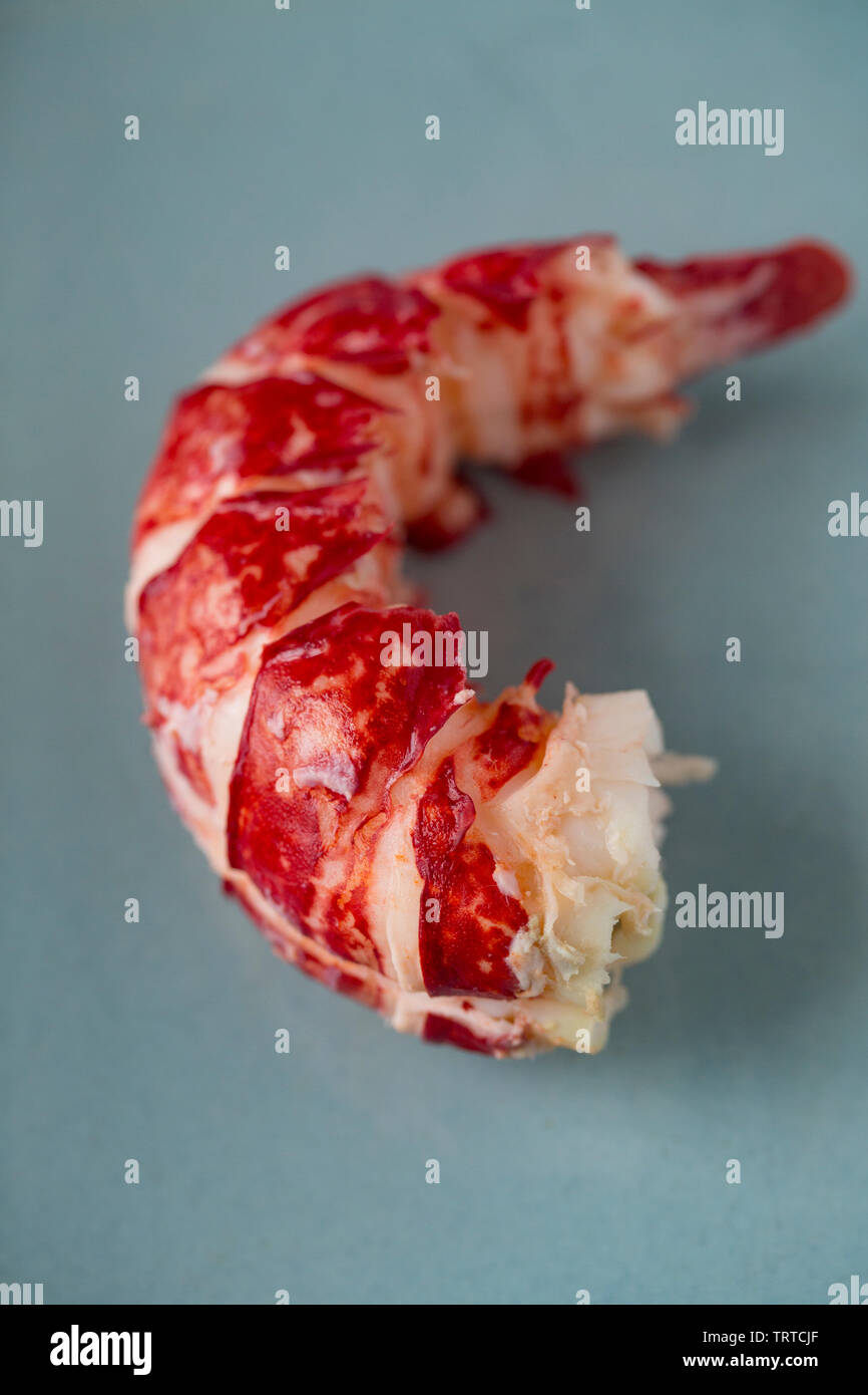 Die gekochten Heck eines gekochten Hummer Homarus gammarus, mit der Shell entfernt. Von einem Hummer in einem Topf im Englischen Kanal gefangen. Displ Stockfoto