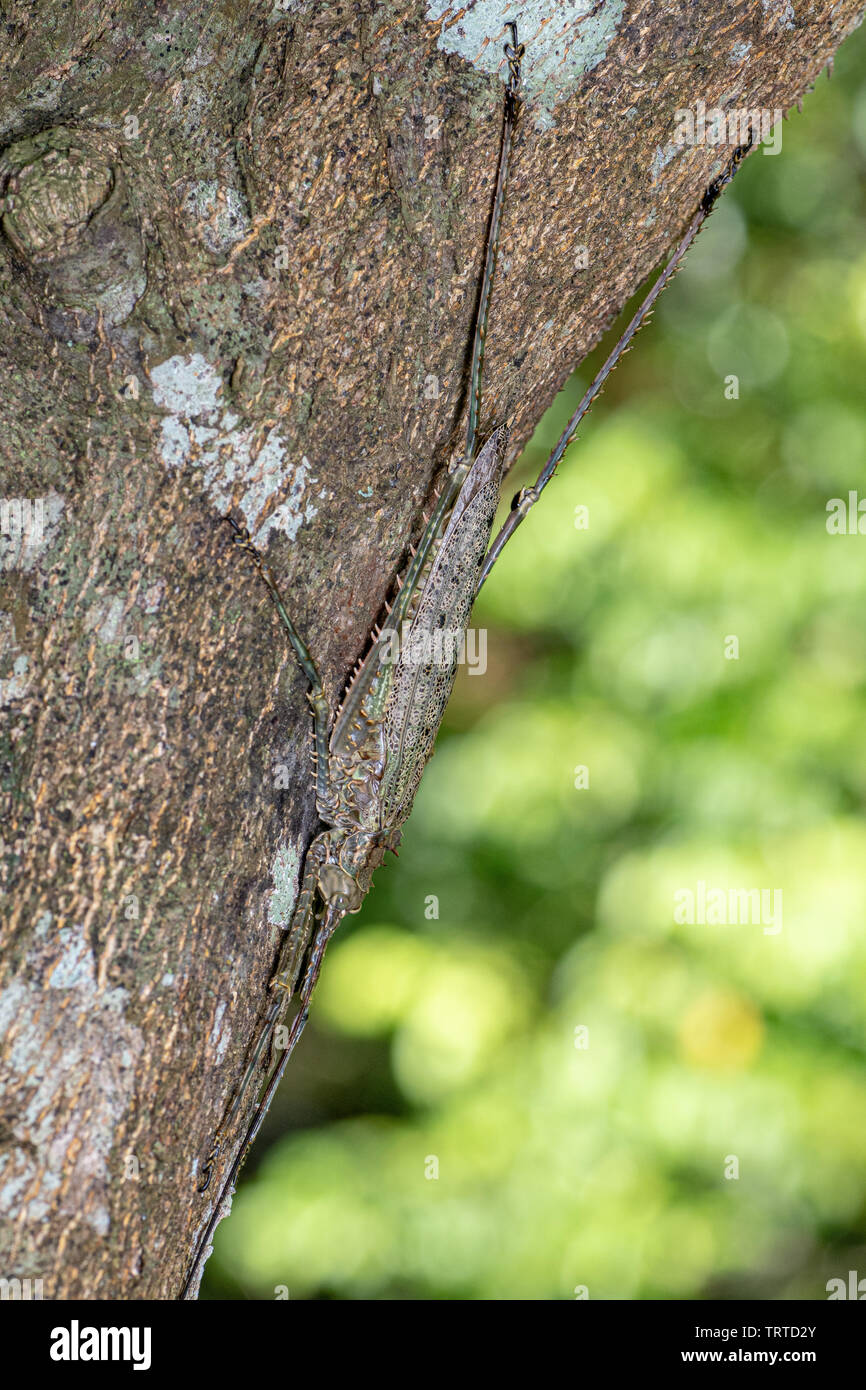 Getarnt stacheligen katydid, Phricta spinosa Stockfoto