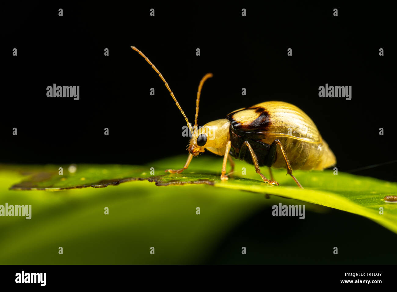 Gelb und Schwarz flea Beetle, Monolepta oculata, Nahrungssuche auf einem Blatt Stockfoto