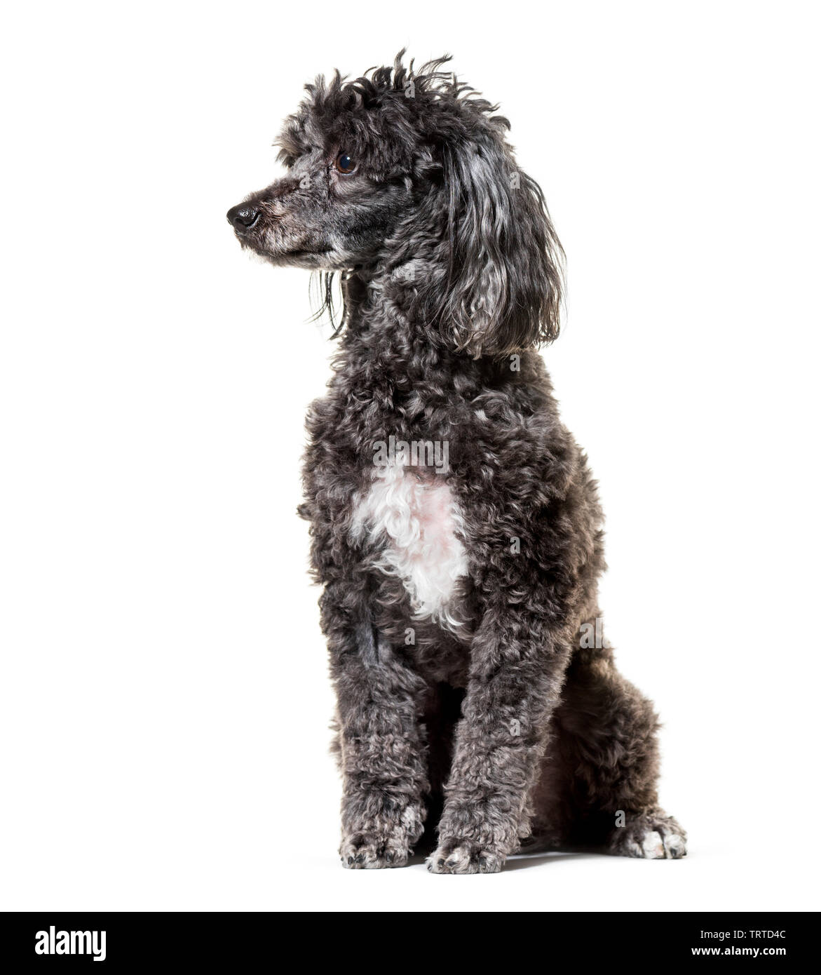 Pudel, 5 Jahre alt, saß vor weißem Hintergrund Stockfoto