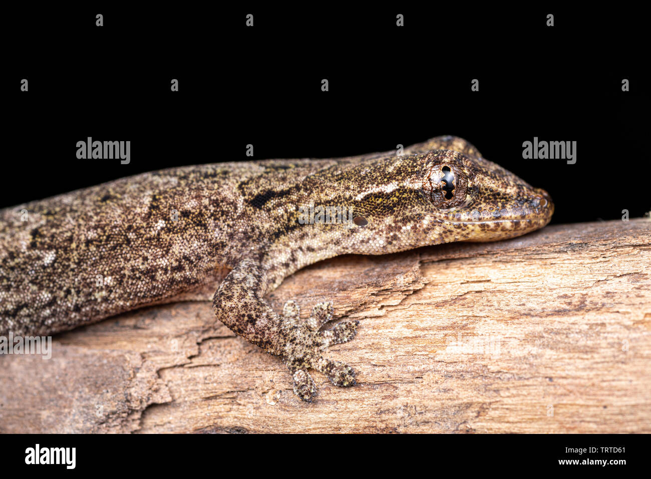 Lepidodactylus lugubris, die Trauer gecko, Skalen angezeigt und getarnt Muster Stockfoto