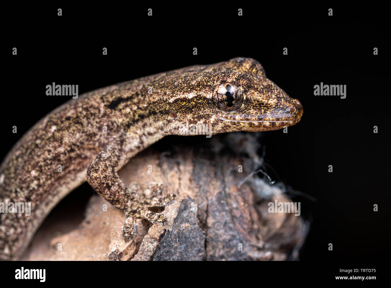 Lepidodactylus lugubris, die Trauer gecko, Skalen angezeigt und getarnt Muster Stockfoto