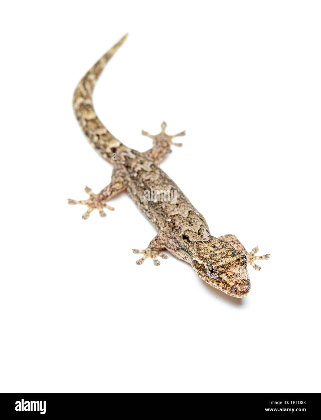 Lepidodactylus lugubris, die Trauer gecko, Skalen angezeigt und getarnt Muster Stockfoto