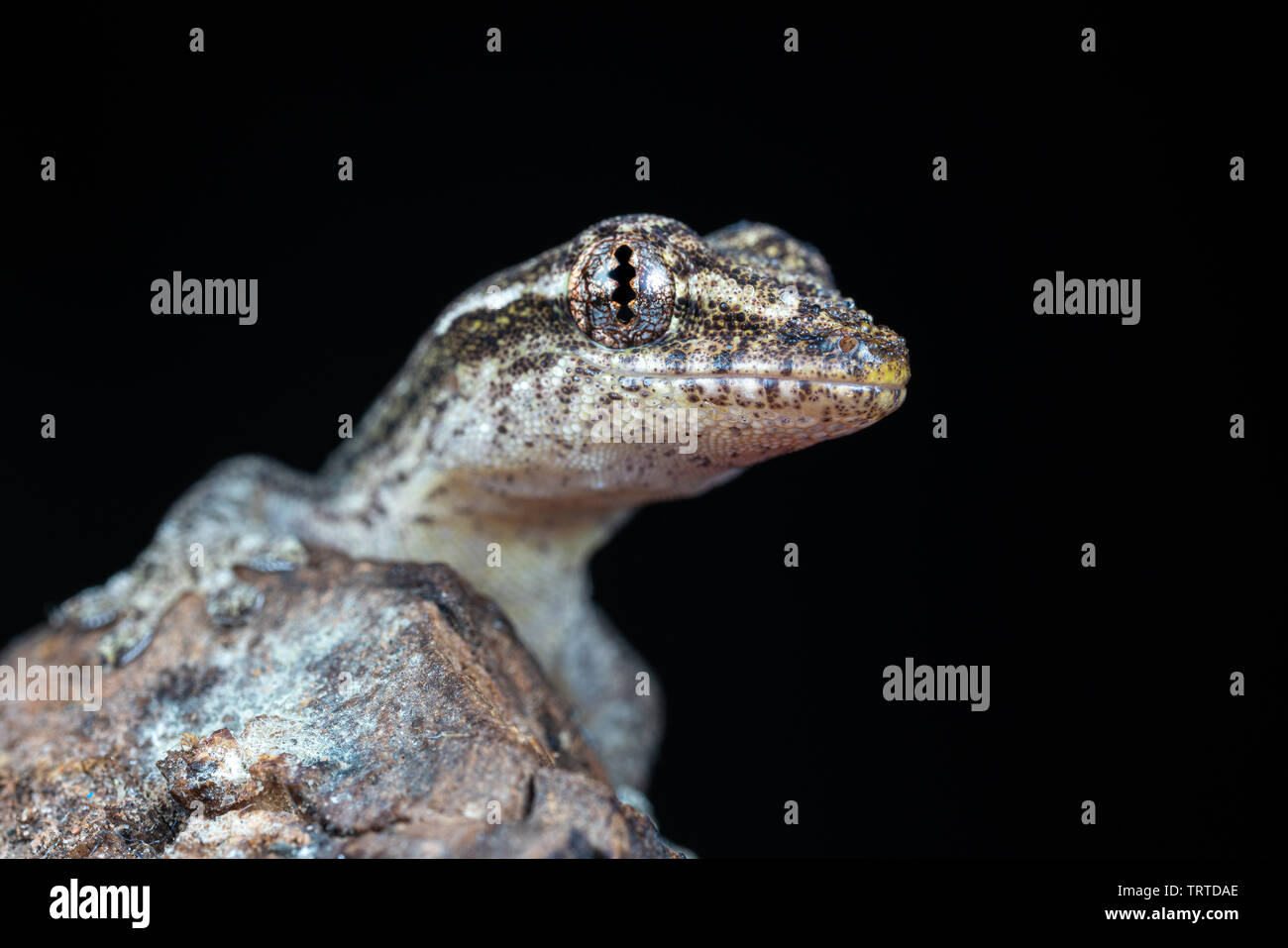 Lepidodactylus lugubris, die Trauer gecko, Skalen angezeigt und getarnt Muster Stockfoto