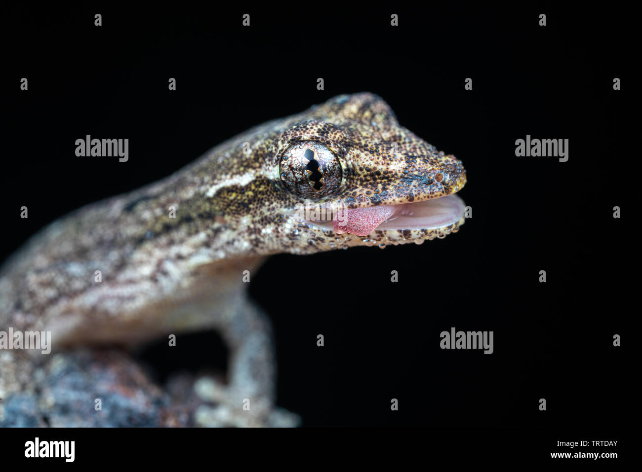 Lepidodactylus lugubris, die Trauer gecko, mit offenem Mund, Zunge, Waagen und getarnt Muster Stockfoto