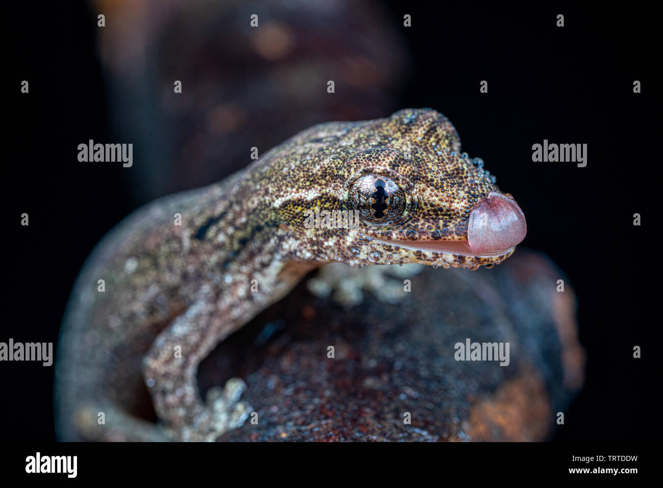 Lepidodactylus lugubris, die Trauer gecko, mit offenem Mund, Zunge, Waagen und getarnt Muster, lecken Nase Stockfoto