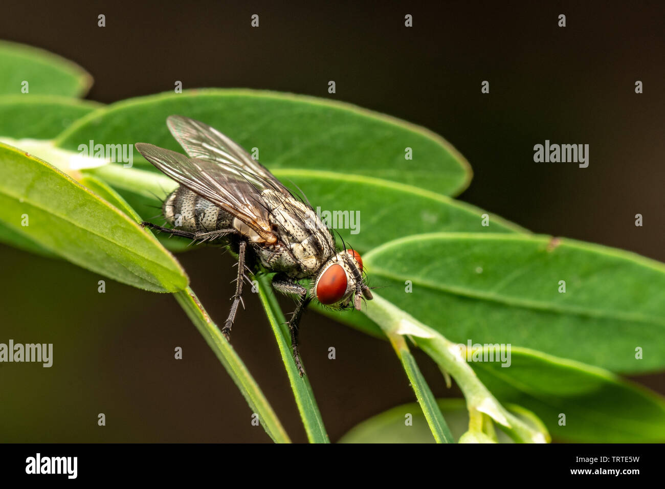 Bush fliegen, Musca vetustissima, in Ruhe. Queensland, Australien. Stockfoto