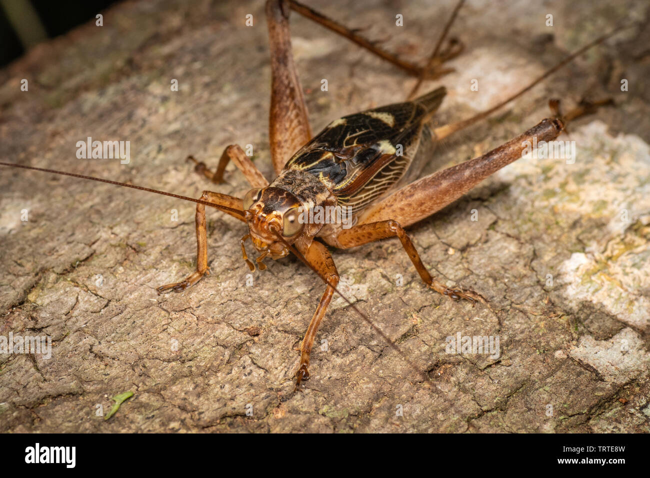 Wahre cricket Erwachsener, Cardiodactylus novaeguineae, im tropischen Regenwald. Stockfoto