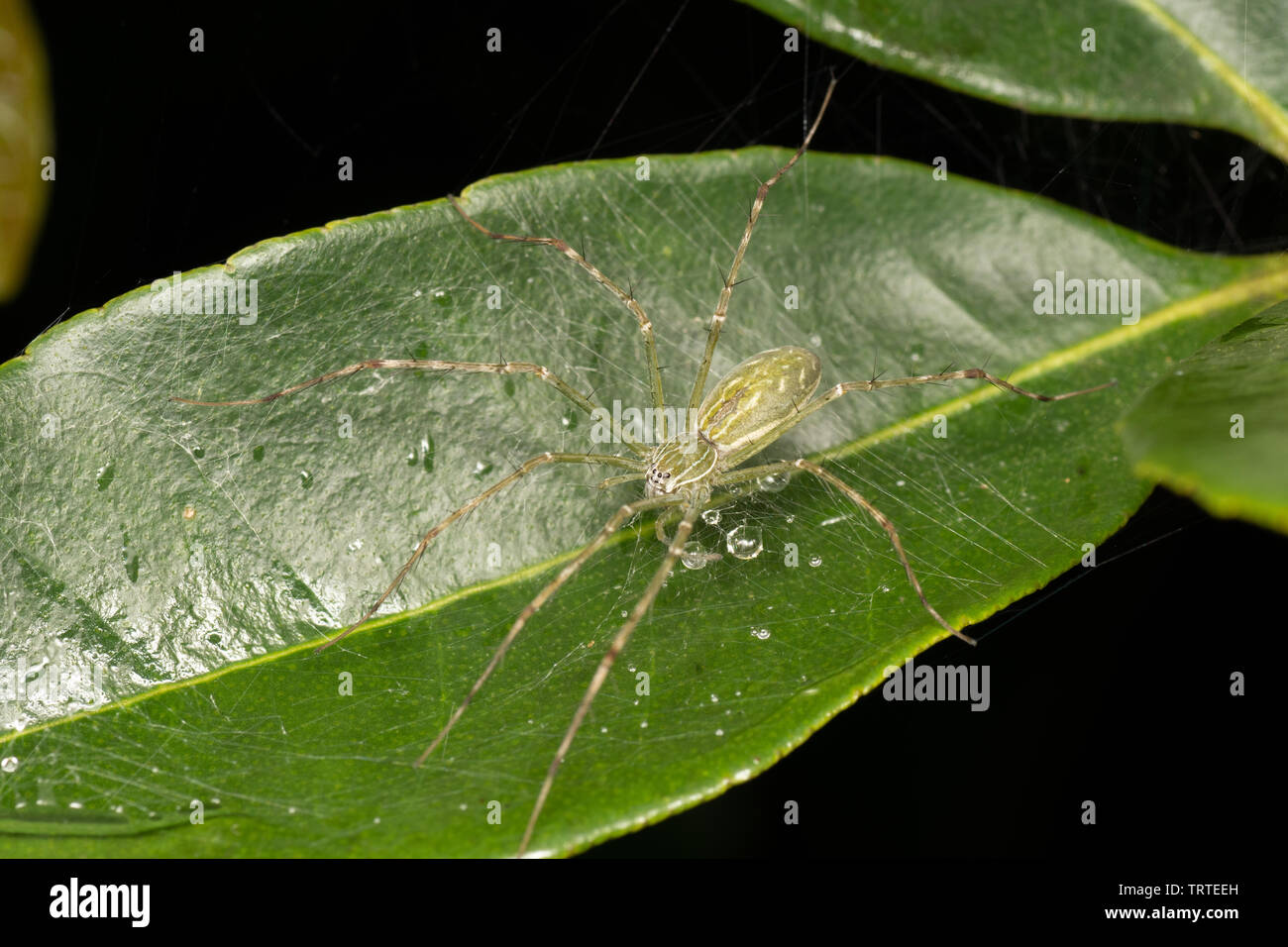 Hygropoda Lineata, der nördlichen gesäumt Fischen Spinne, auf einem Blatt Regenwald in Queensland, Australien Stockfoto