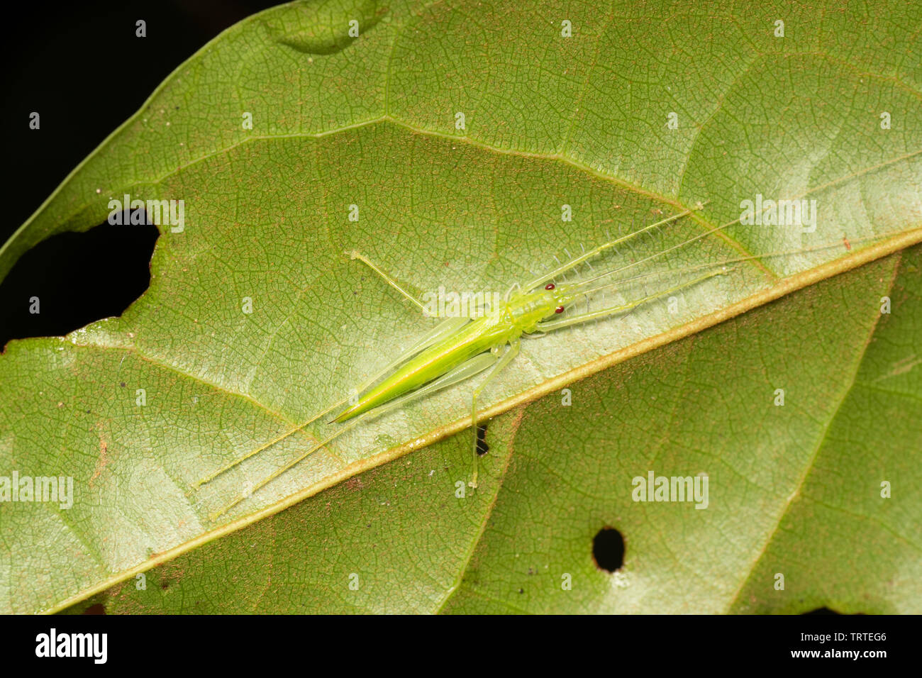 Räuberische spinne Paraphisis kaytidid (sp) im tropischen Regenwald, Queensland, Australien Stockfoto