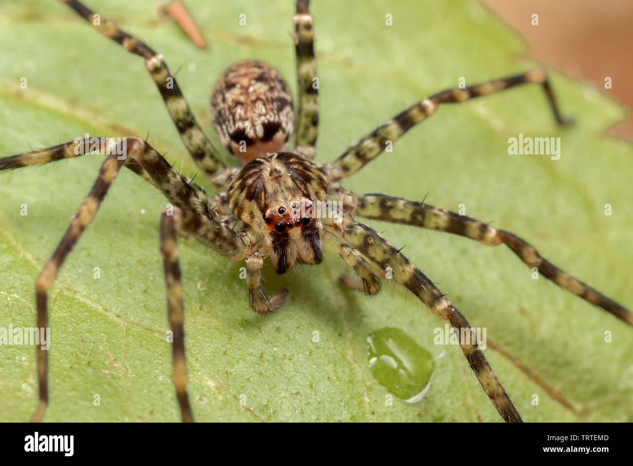 Makro große australische Huntsman Spider, spassaridae, im tropischen Regenwald. Stockfoto