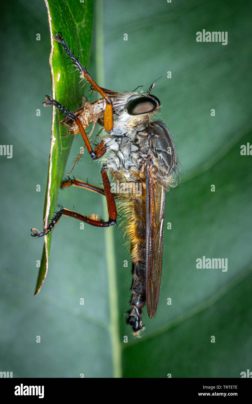 Große haarige Räuber fliegen (Asilidae) mit Beute Stockfoto