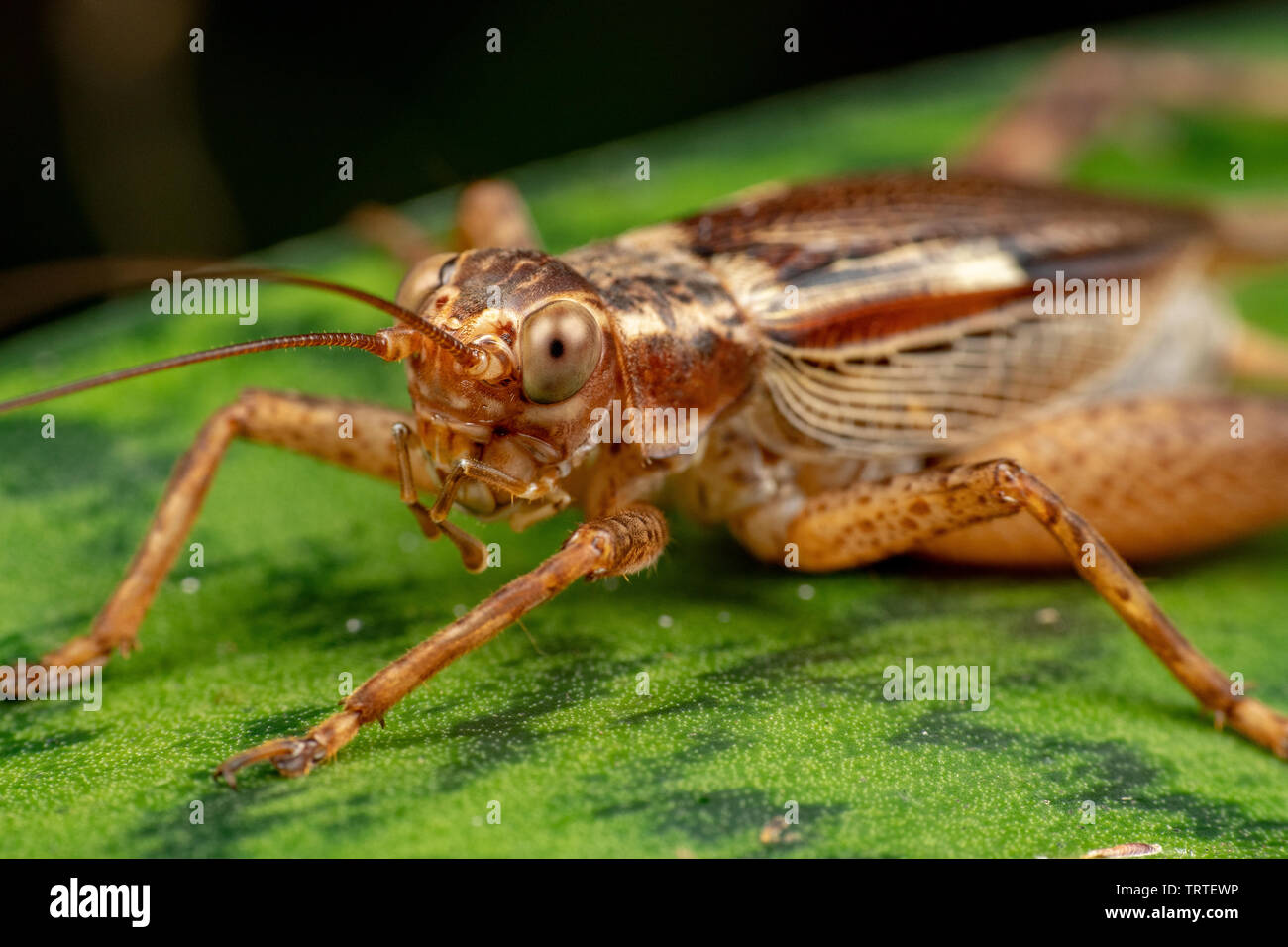 Wahre cricket Erwachsener, Cardiodactylus novaeguineae, im tropischen Regenwald. Stockfoto