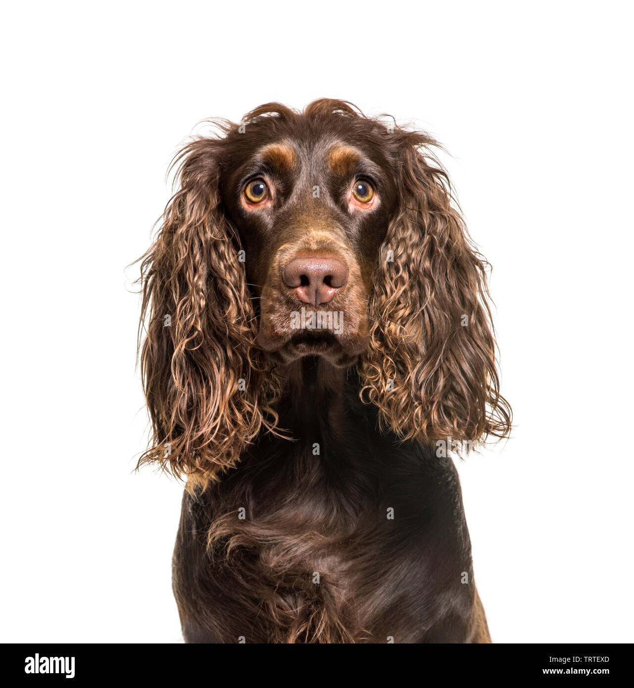 English Cocker Spaniel vor weißem Hintergrund Stockfoto