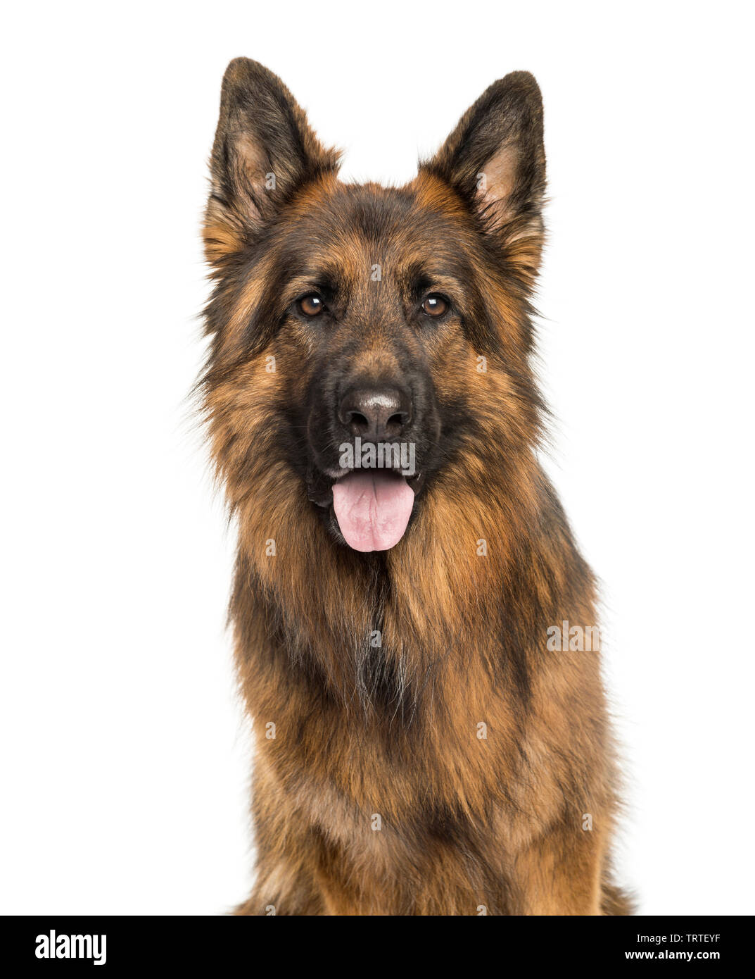 Deutscher Schäferhund vor weißem Hintergrund Stockfoto