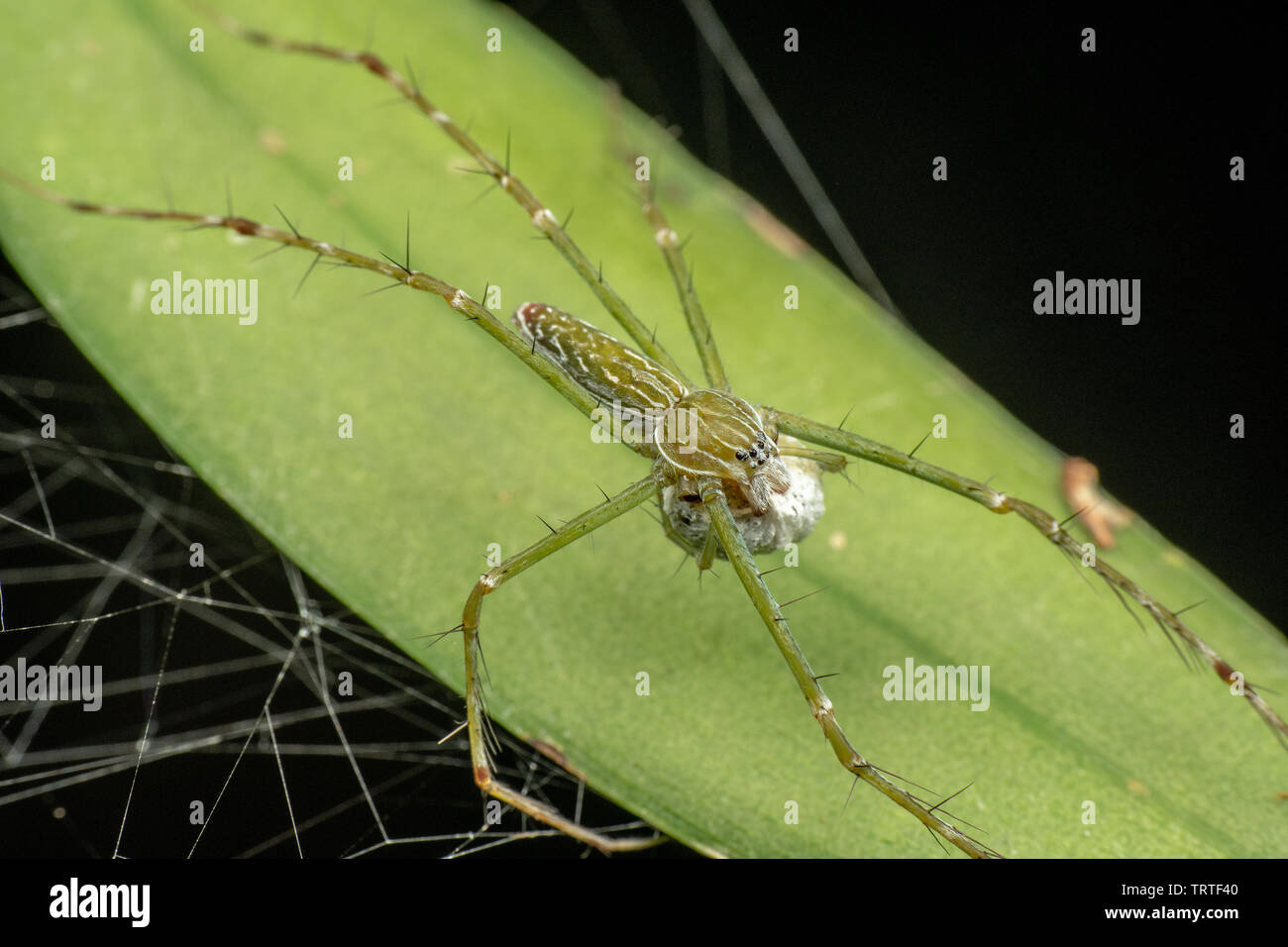 Hygropoda Lineata, der nördlichen gesäumt Fischen Spinne, auf einem Blatt mit Ei sack Regenwald in Queensland, Australien Stockfoto