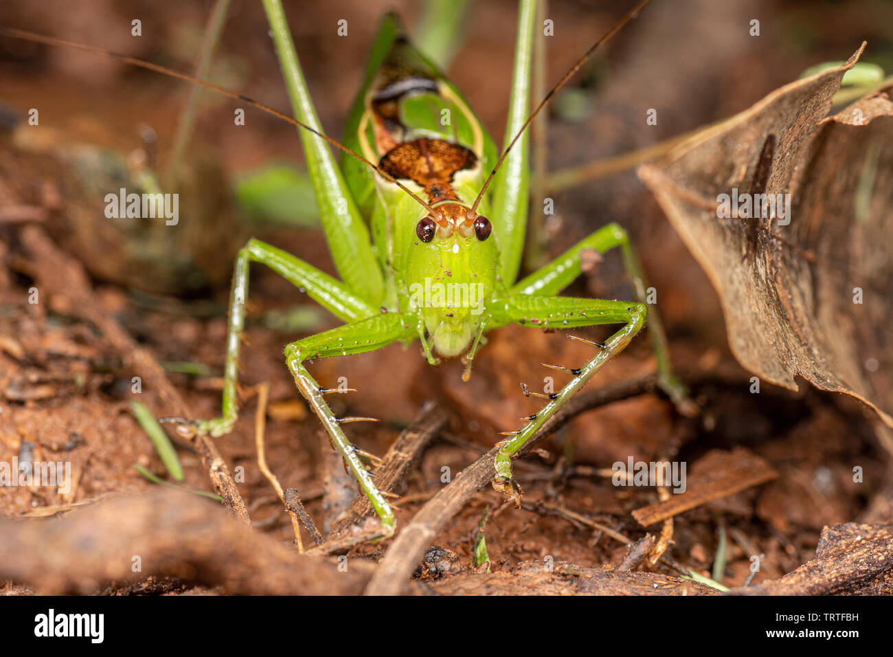 Predatious katydid (Orthoptera) Nahrungssuche im tropischen Regenwald. Stockfoto