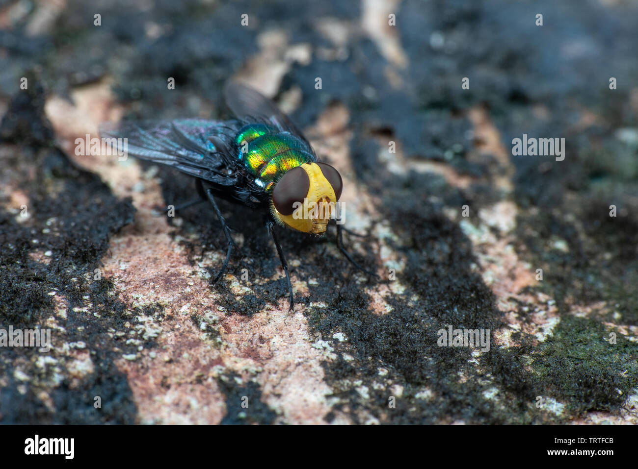 Schnecke Parasit fliegen aus der Familie Calliphoridae Stockfoto