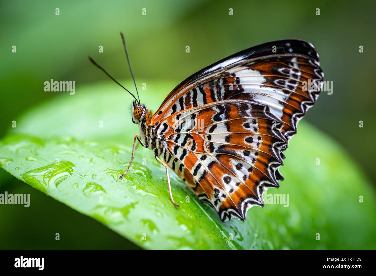 Cethosia Penthesilea, die schöne orange florfliege Schmetterling Stockfoto