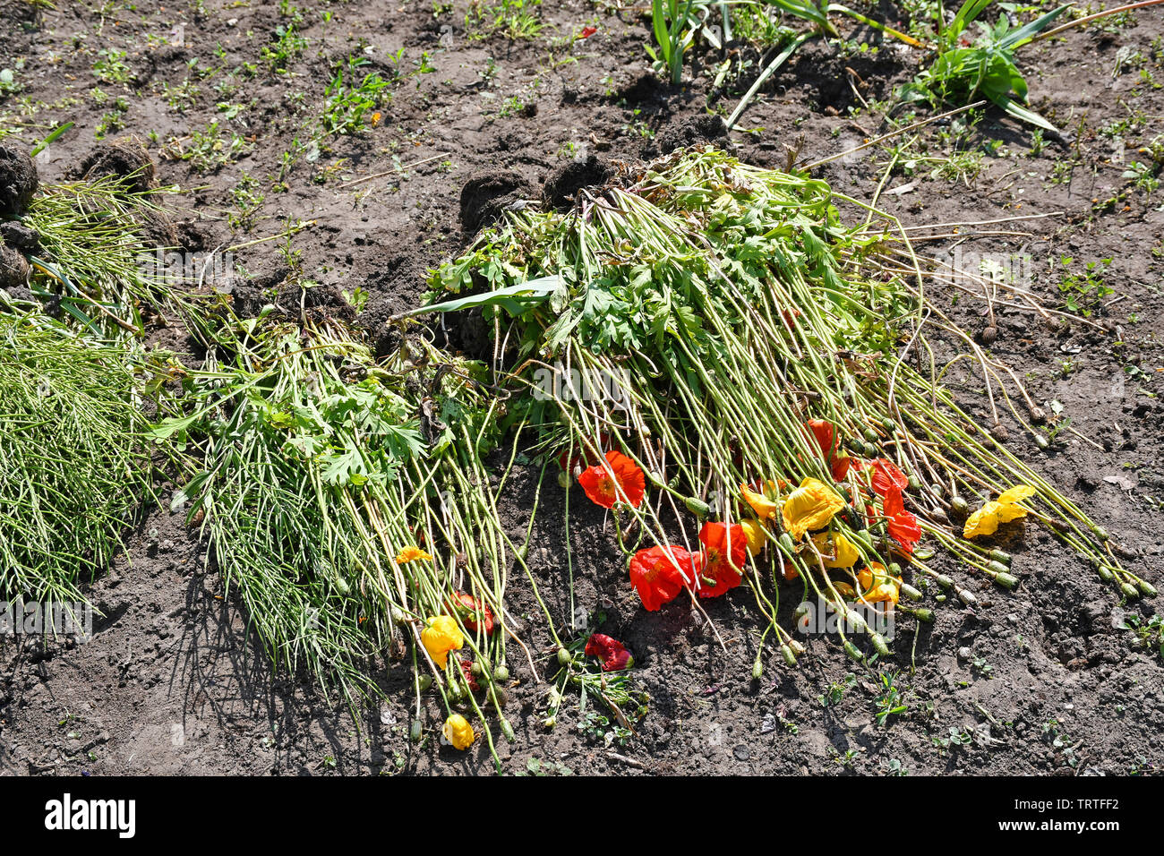 Verwelkte Blumen im Garten Stockfoto