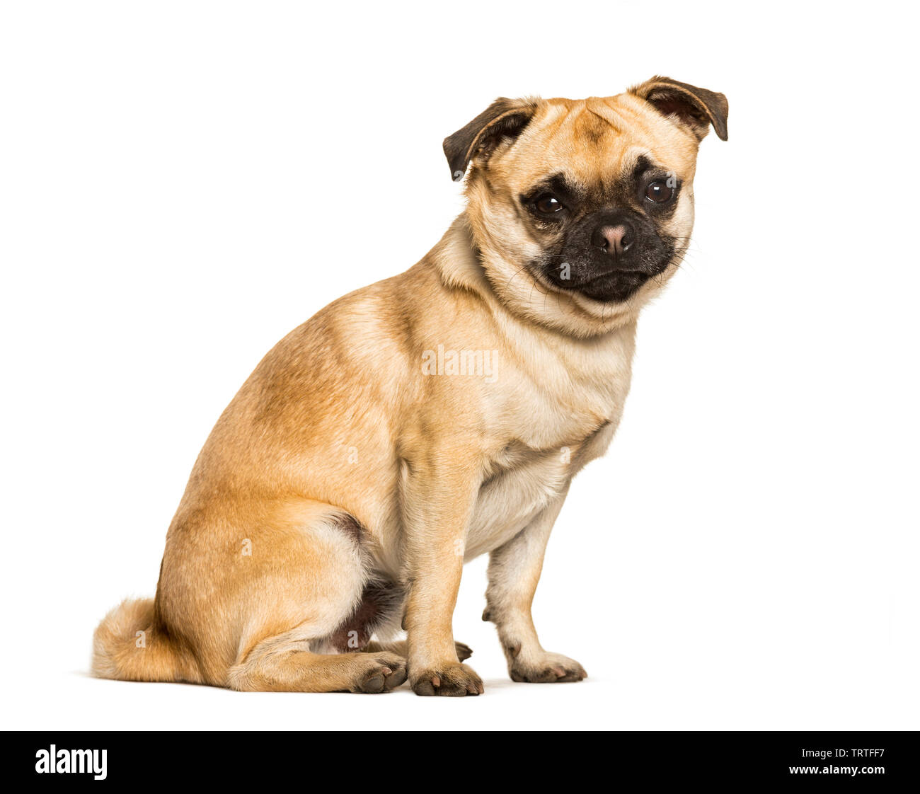 Tuckern Hund ist ein Mixed breed zwischen einem Mops und einen Chihuahua  sitzen vor weißem Hintergrund Stockfotografie - Alamy