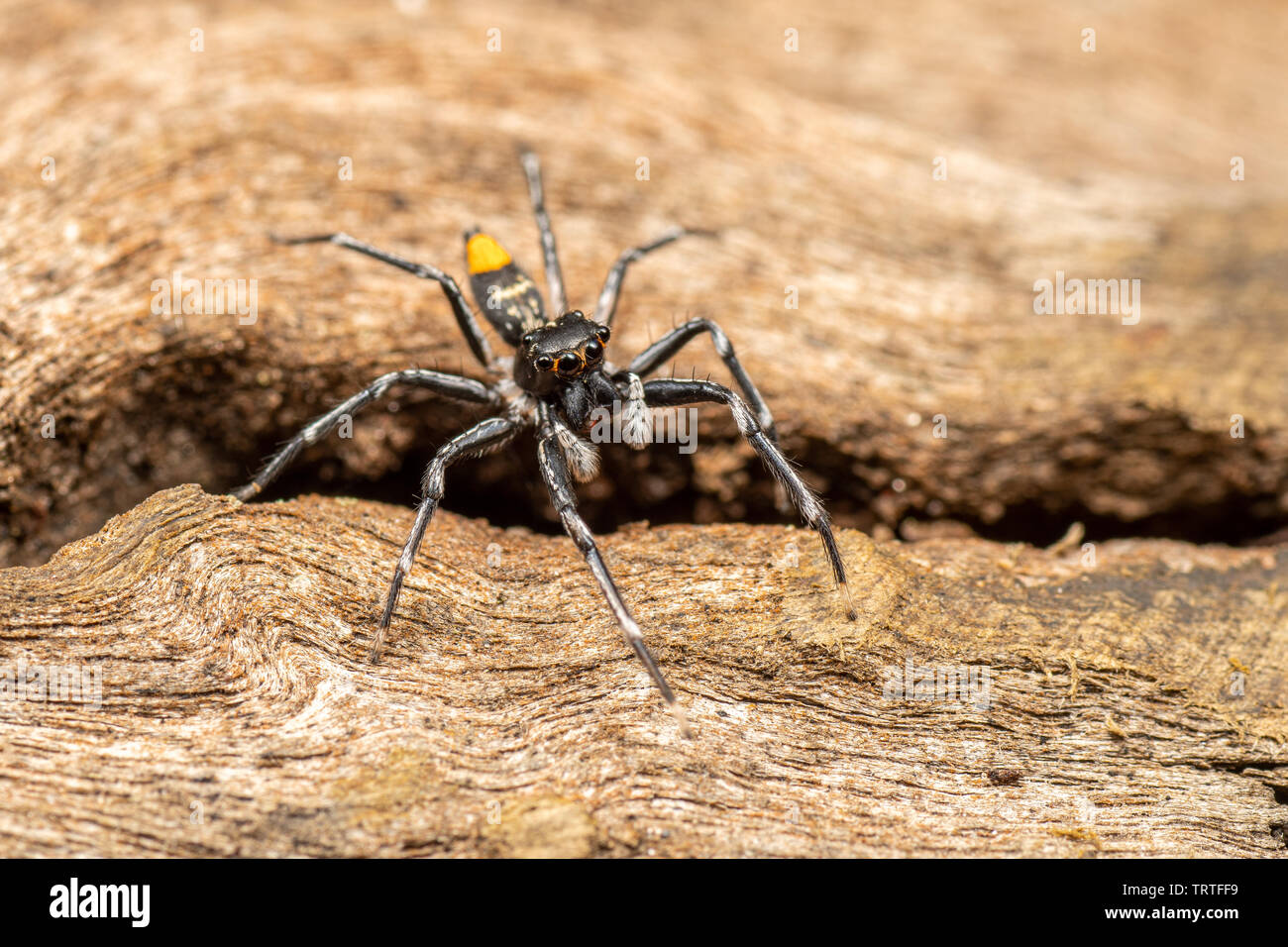 Astia hariola, die Zigeunerin jumping Spider, Nahrungssuche auf tote Holz Stockfoto