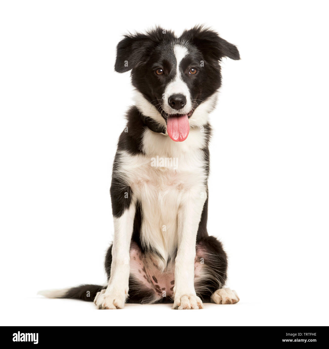 Keuchend 5 Monate alten Welpen Border Collie Hund vor weißem Hintergrund  sitzen Stockfotografie - Alamy