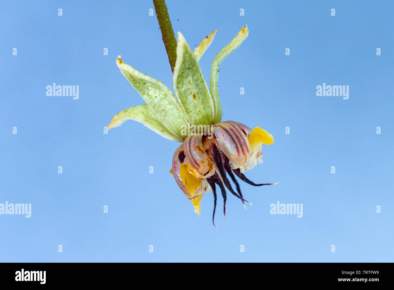 Isolierten Blume der Schokolade Anlage/Baum, Theobroma cacao Stockfoto