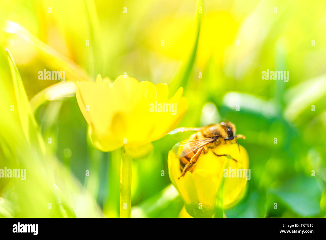 Biene auf einer Blume an einem sonnigen Feld. Makro Foto. Erste Garten Blumen Stockfoto