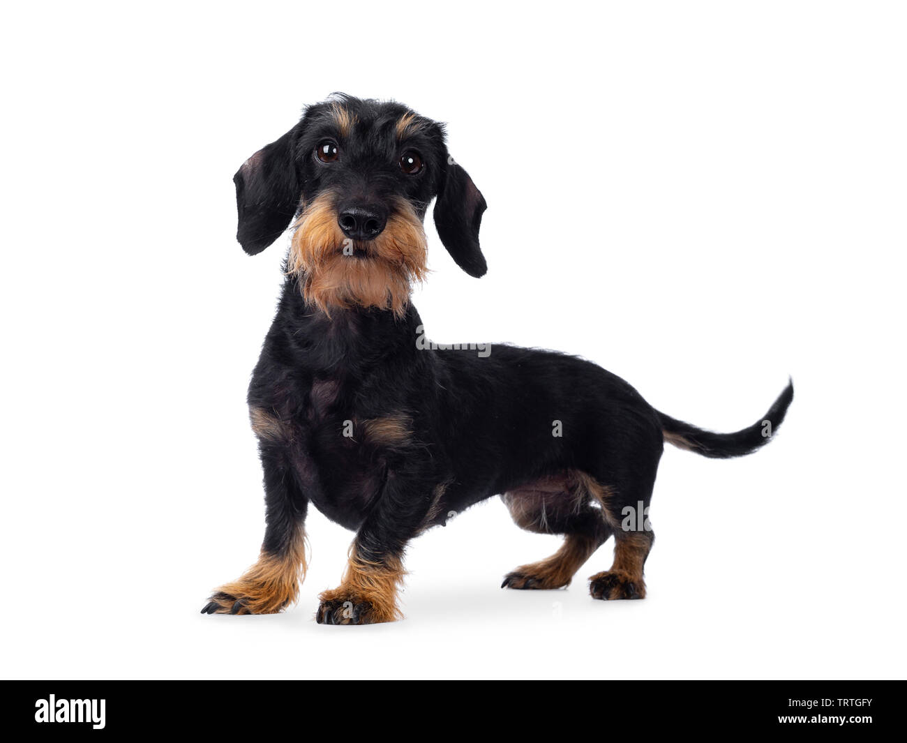 Nette Erwachsene schwarz tan wirehaire Dackel Hund, Seite weisen. Suchen frech um die Linse mit braunen Augen. Auf weissem Hintergrund. Stockfoto