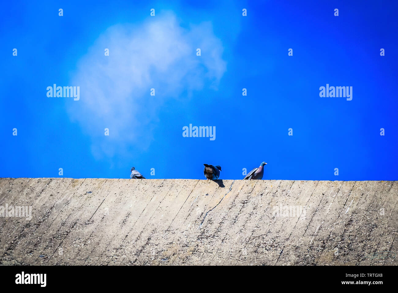 Drei Tauben stehend an der Wand. Stockfoto
