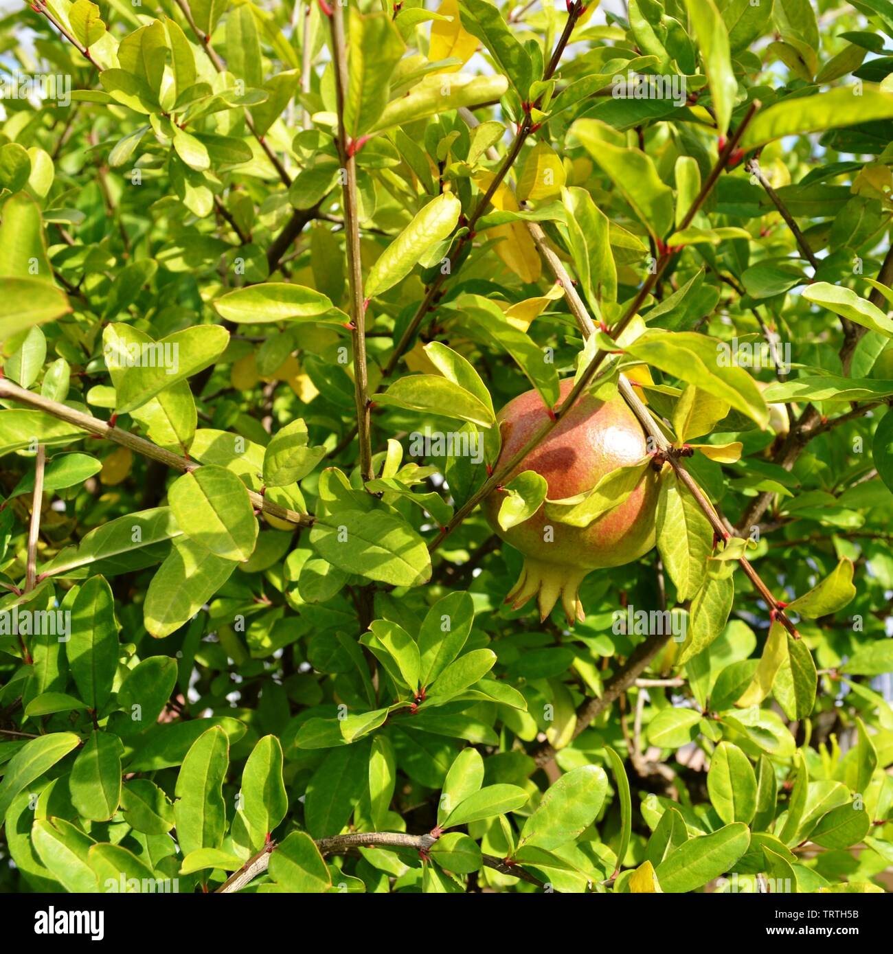 Rote Granatapfel Obst hell durch die Sonne in der Mitte der Blätter und Zweige beleuchtet. Stockfoto