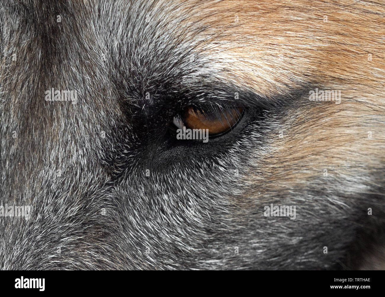 Closeup Hund zeigt Gefühle durch sein Auge Stockfoto