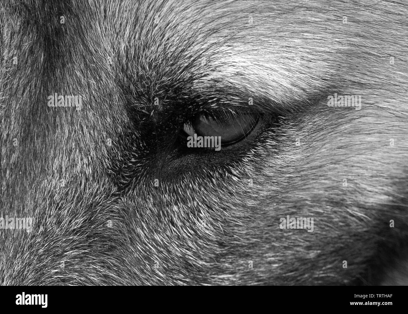 Closeup Hund zeigt Gefühle durch Seine Augen, Schwarz und Weiß Stockfoto