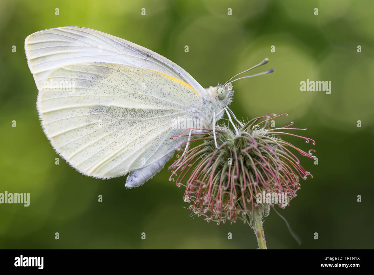 Porträt des großen weißen Schmetterling (Pieris brassicae) Stockfoto