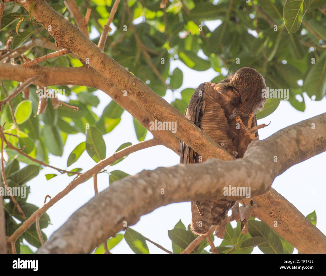 Rufous Eule in üppigen tropischen Darwin, Australien gehockt Stockfoto