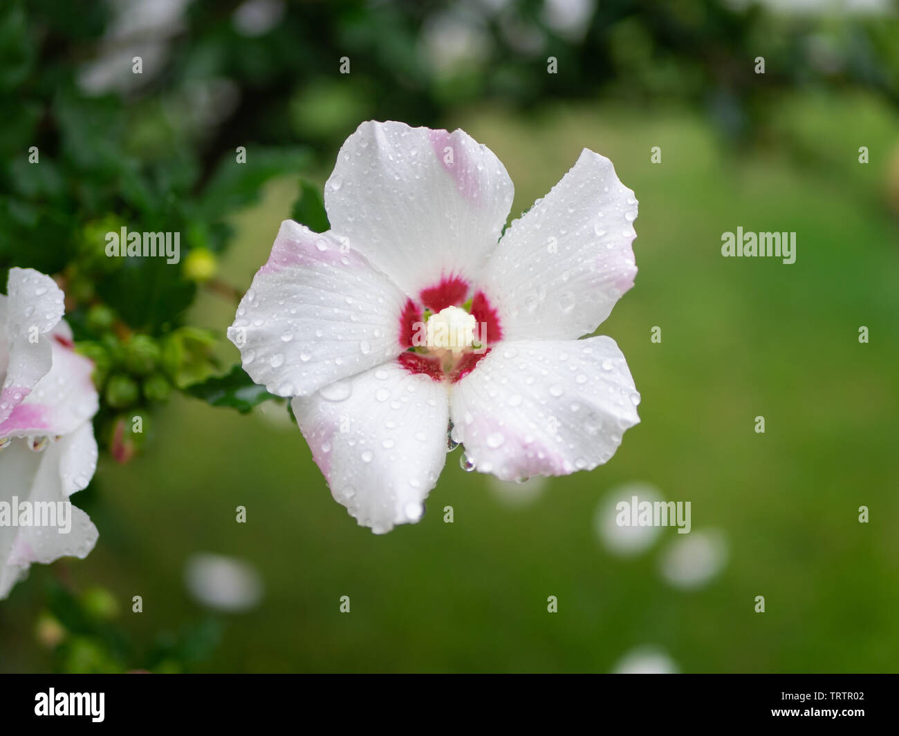 Einzelne weiße Rose von Sharon Blume frisch nach Morgen Regen, mit Wassertropfen auf die perfekte Blütenblätter Stockfoto