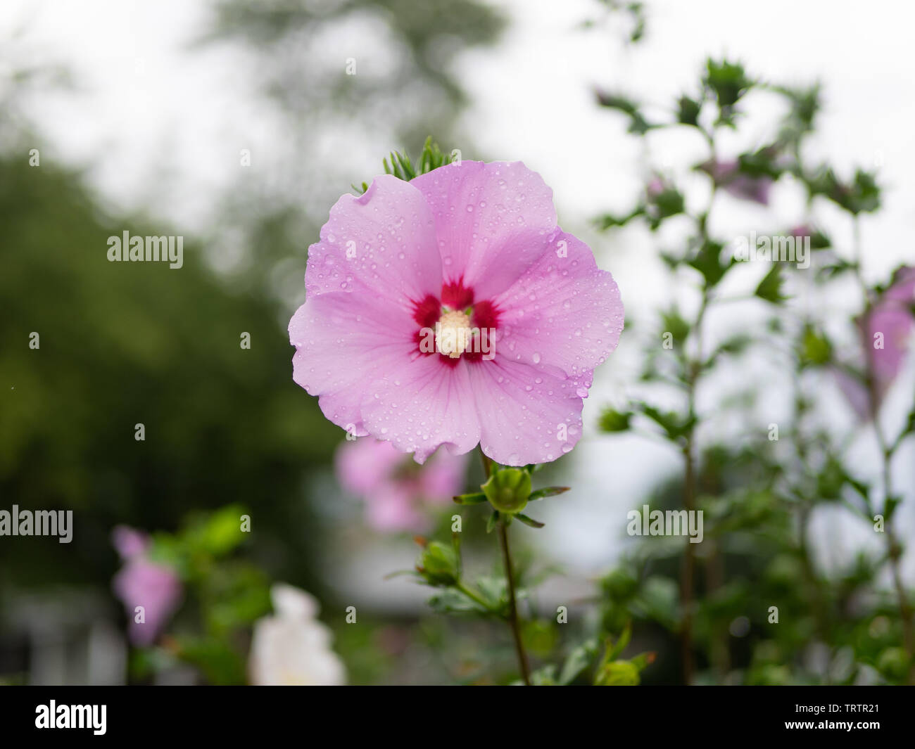 Single rosa Rose von Sharon Blume frisch nach Morgen Regen, mit Wassertropfen auf die perfekte Blütenblätter, Kopf Stockfoto