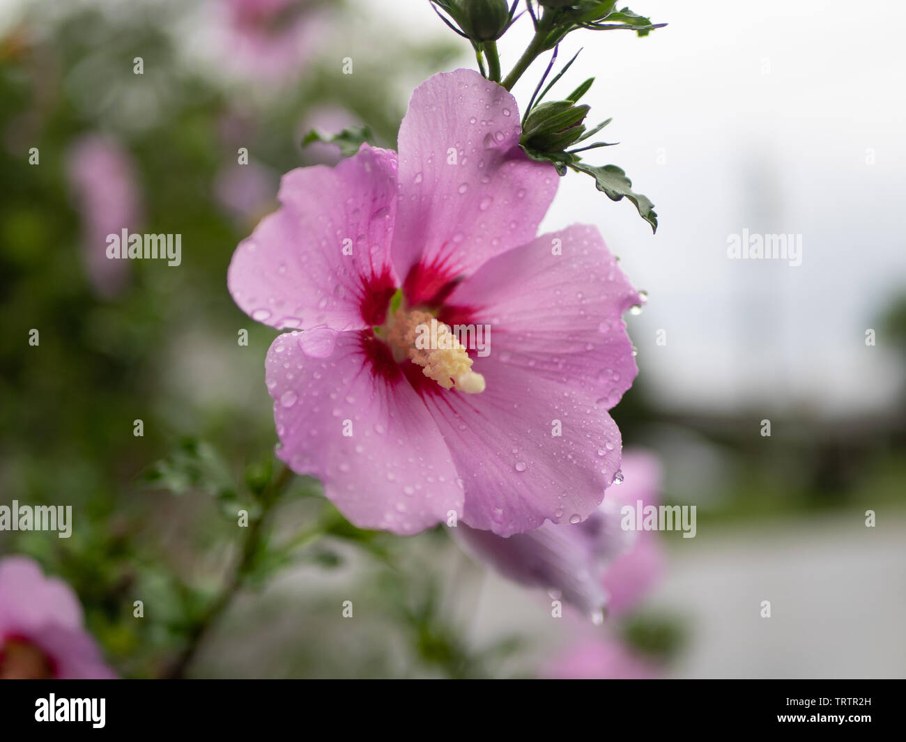 Single rosa Rose von Sharon Blume frisch nach Morgen Regen, mit Wassertropfen auf die perfekte Blütenblätter, Side Shot Stockfoto