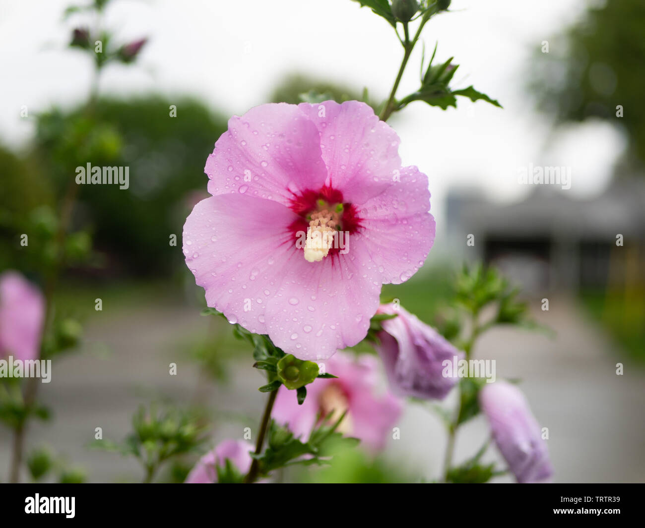 Zarte single rosa Rose von Sharon Blume frisch nach Morgen Regen, mit Wassertropfen auf die perfekte Blütenblätter, vorne Stockfoto