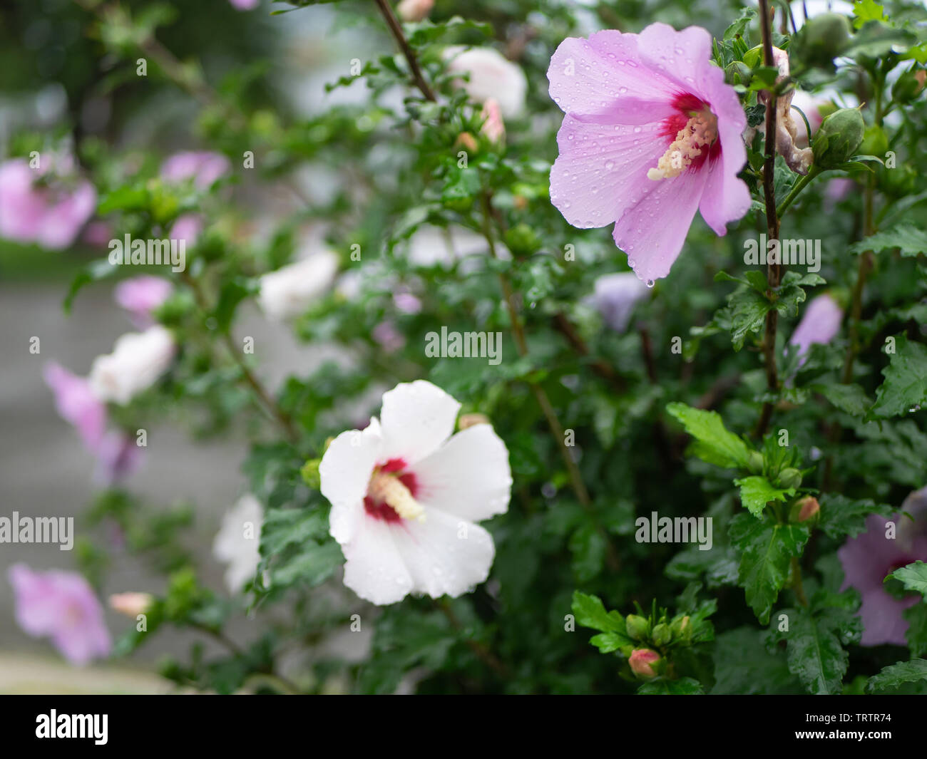 Zarte twin Rose von Sharon Blumen (Rosa und Weiß) frisch nach Morgen Regen, mit Wassertropfen auf die perfekte Blütenblätter, Fokus auf Rosa Stockfoto