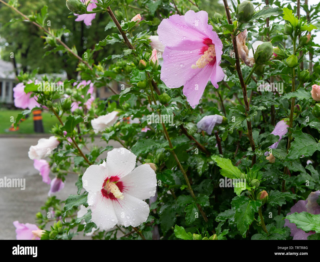 Zarte twin Rose von Sharon Blumen (Rosa und Weiß) frisch nach Morgen Regen, mit Wassertropfen auf die perfekte Blütenblätter, auch Schwerpunkt Stockfoto