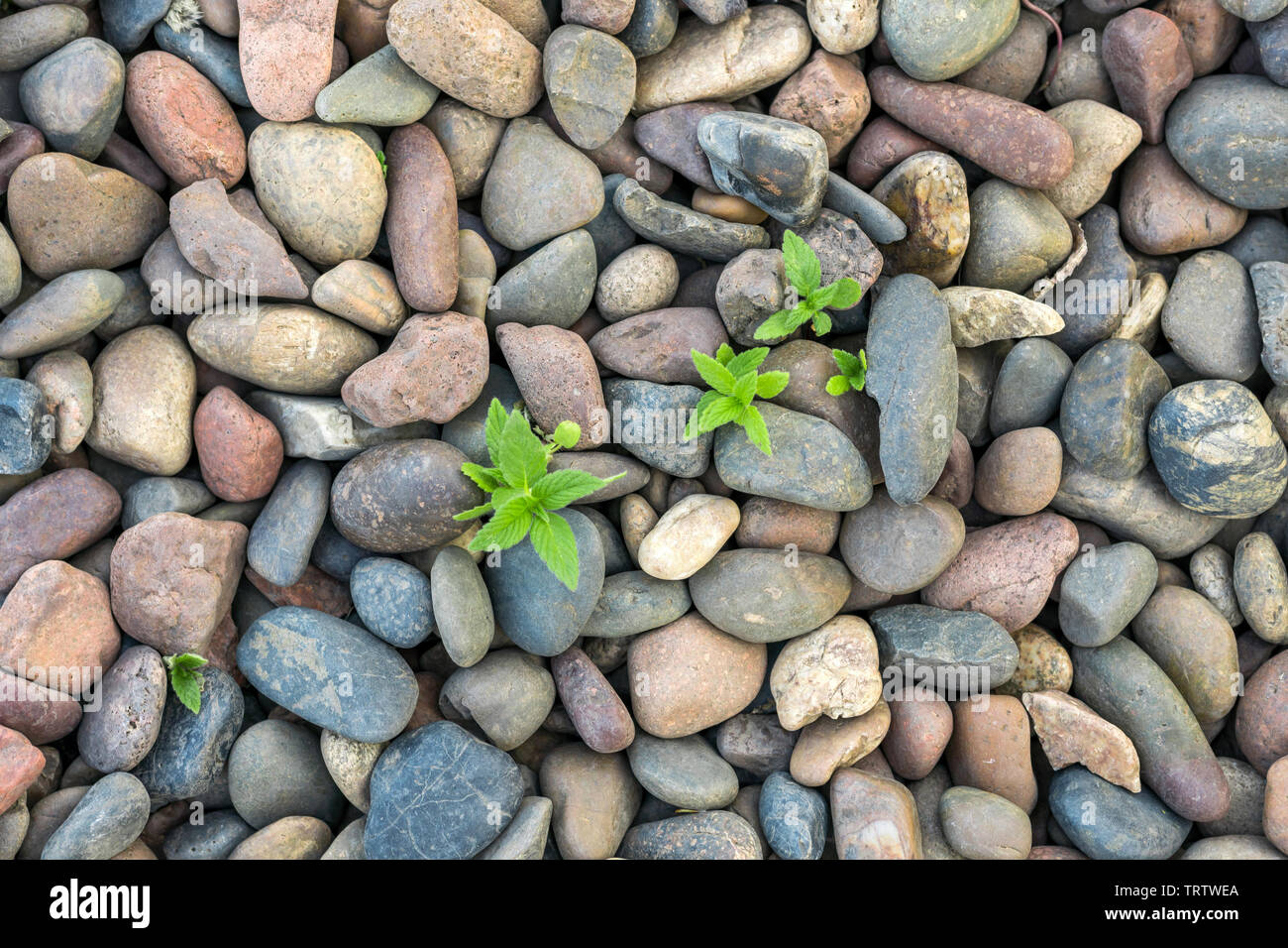 Grüne Pflanze Verkeimung durch Steine. Abstrakte Kiesel Stein Hintergrund. Stockfoto