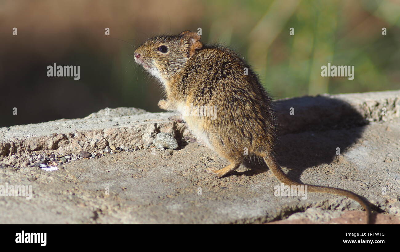 Feld mit der Maus in Südafrika - Nationalpark Safari Stockfoto