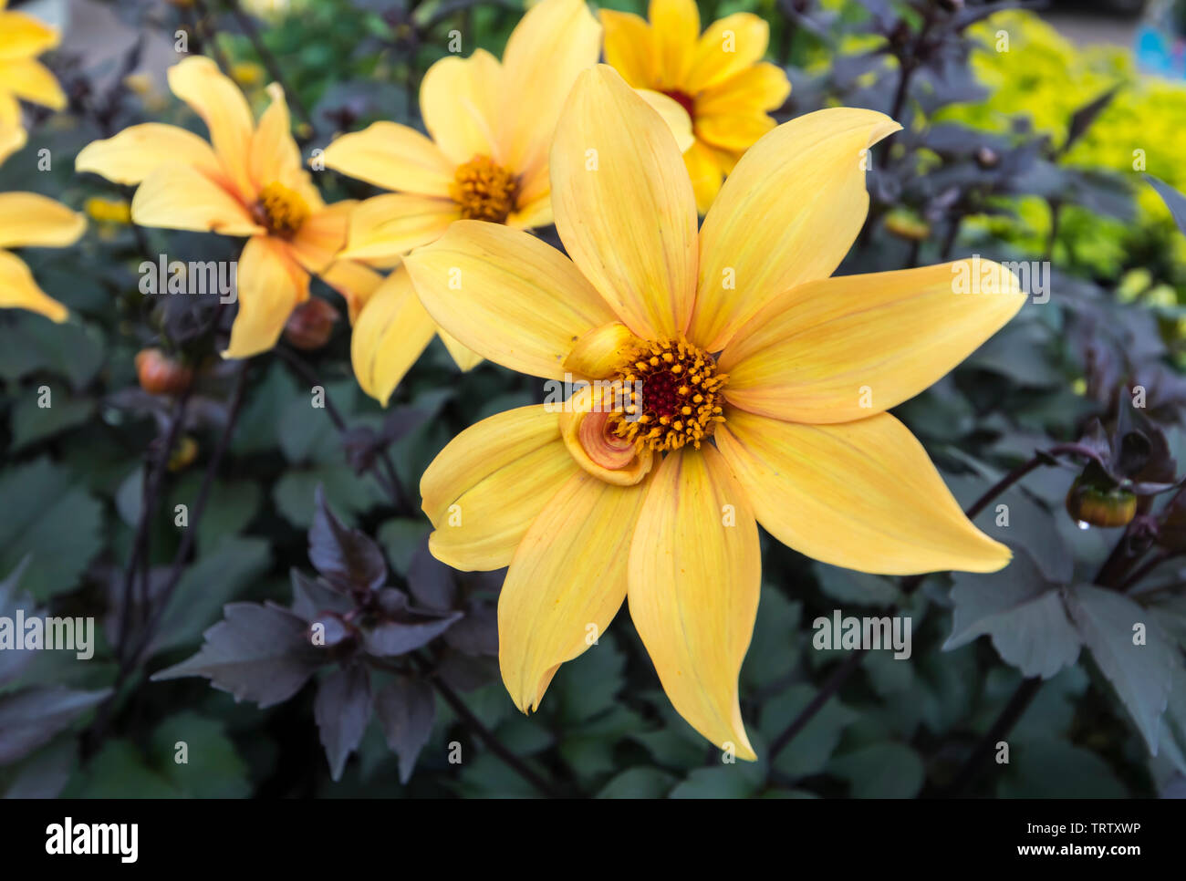 Dahlie 'Bischof von York' Blume, ein KNÖTCHENFÖRMIGE mehrjährig, im Sommer in West Sussex, England, UK. Stockfoto