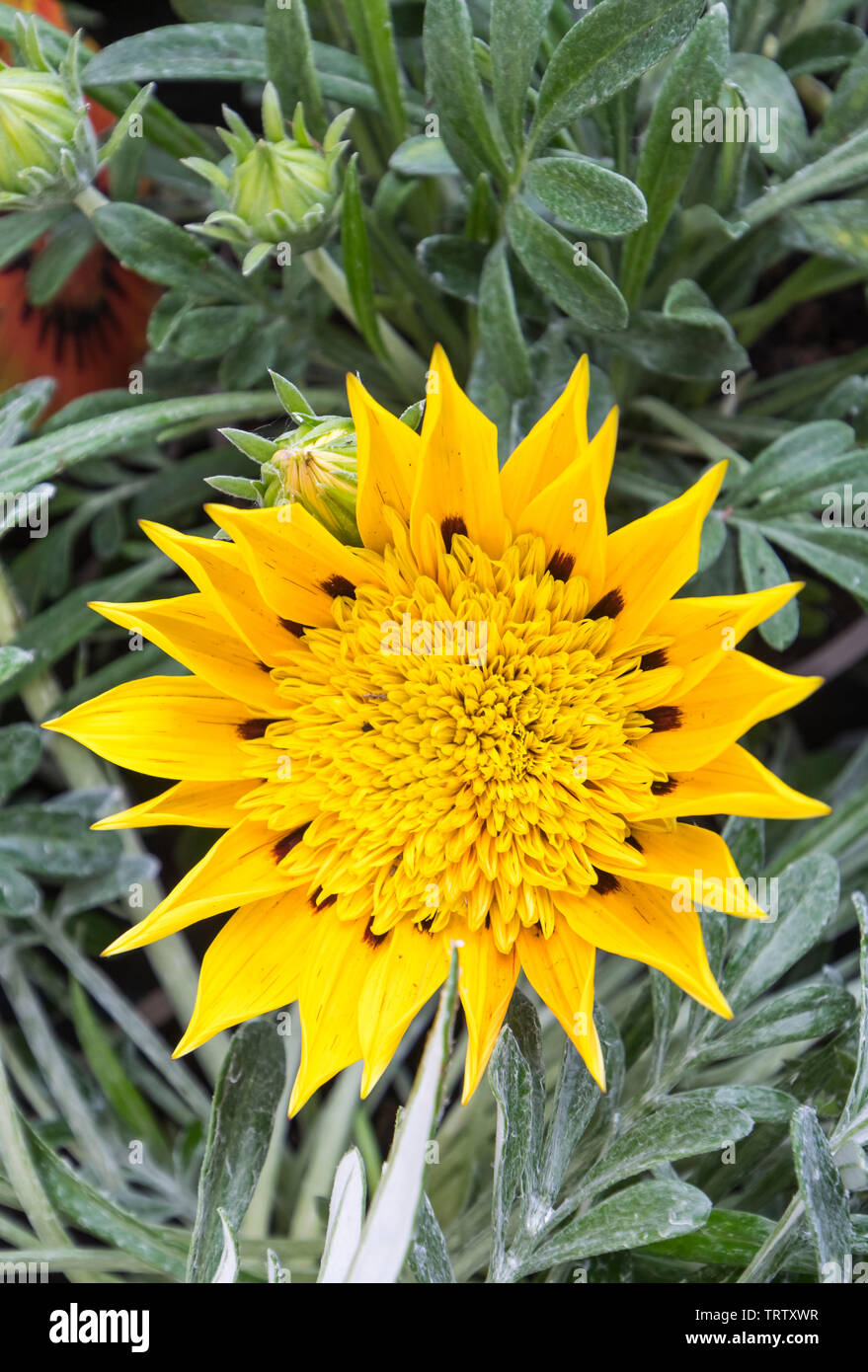 Gazania "comanche" (Schatz Blume "comanche") Evergreen mehrjährige Pflanze Blüte im Sommer in West Sussex, England, UK. Stockfoto
