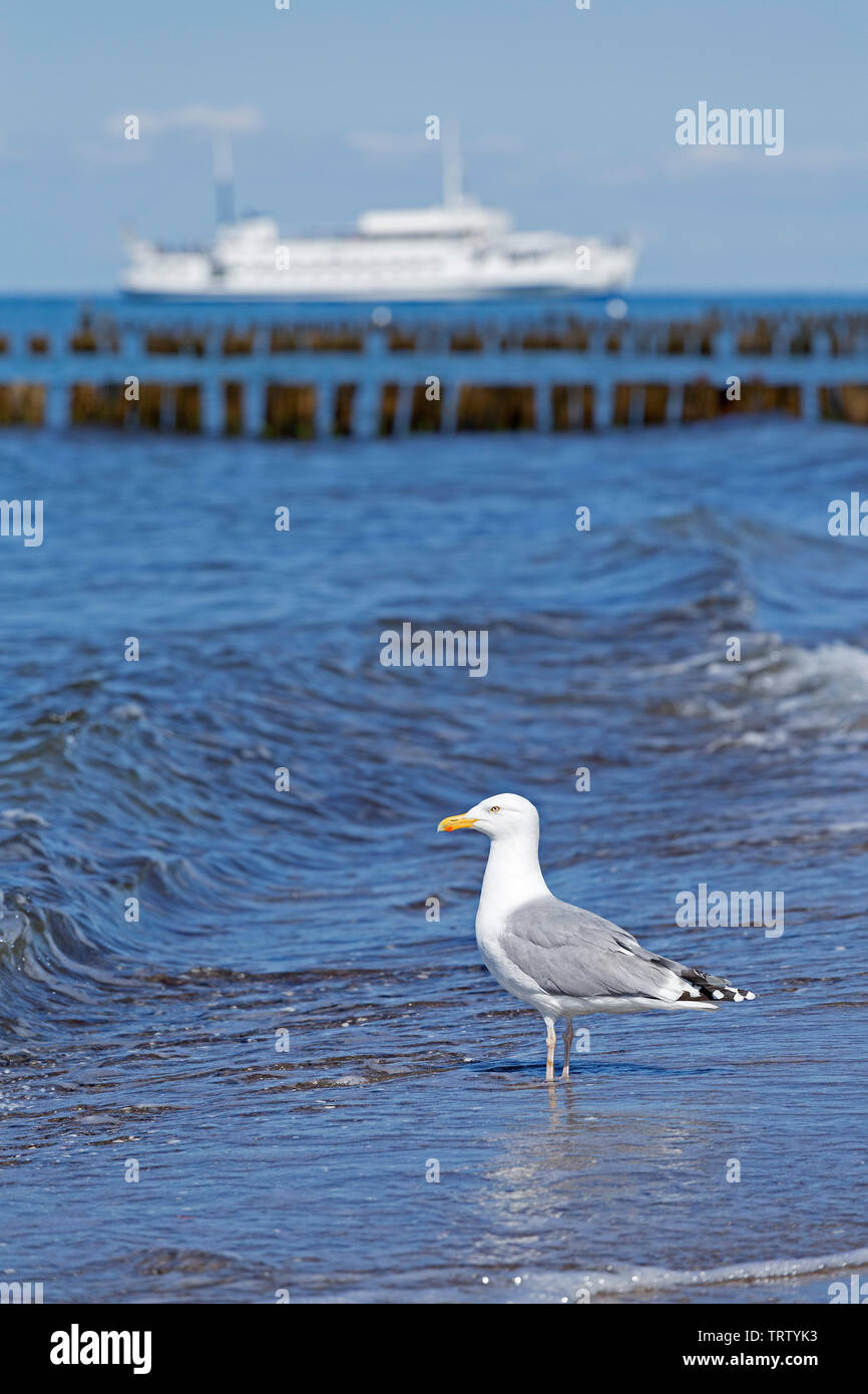 Silbermöwe (Larus argentatus) am Strand, Kühlungsborn, Mecklenburg-Vorpommern, Deutschland Stockfoto
