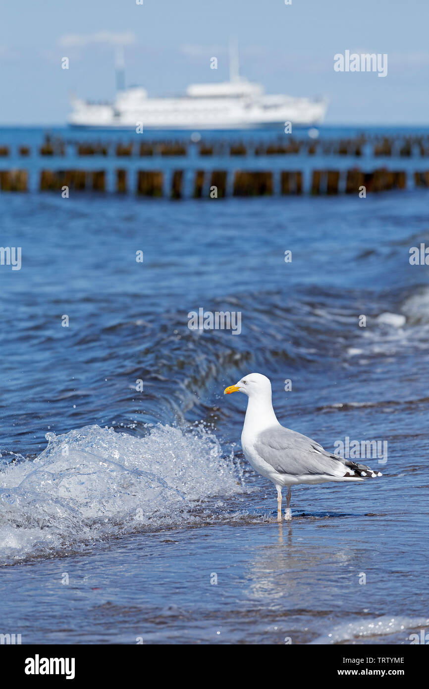Silbermöwe (Larus argentatus) am Strand, Kühlungsborn, Mecklenburg-Vorpommern, Deutschland Stockfoto