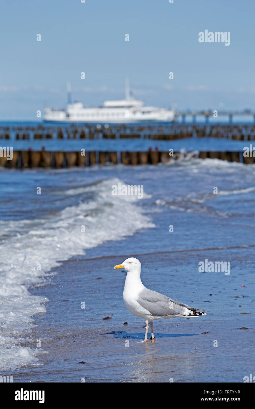 Silbermöwe (Larus argentatus) am Strand, Kühlungsborn, Mecklenburg-Vorpommern, Deutschland Stockfoto