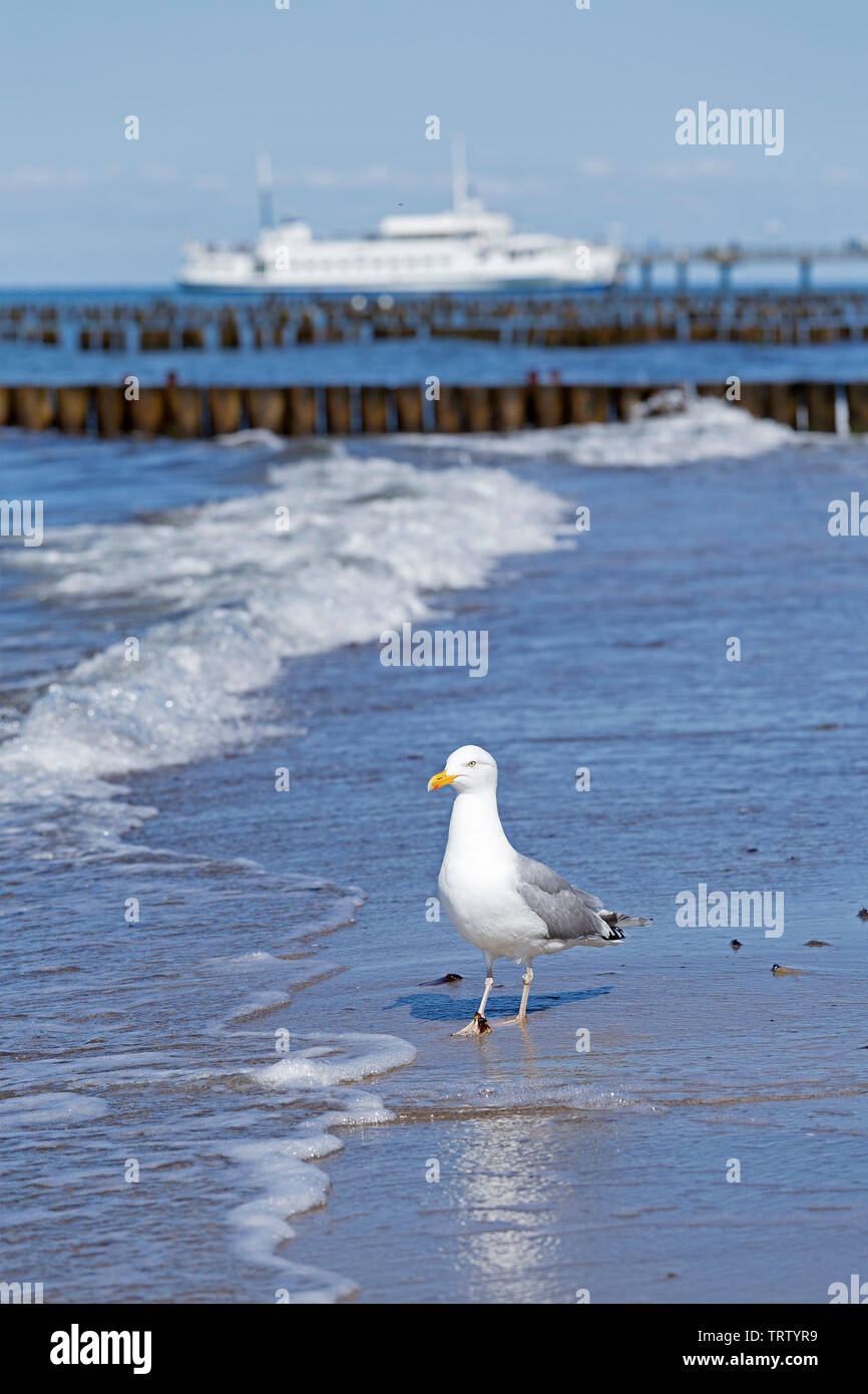 Silbermöwe (Larus argentatus) am Strand, Kühlungsborn, Mecklenburg-Vorpommern, Deutschland Stockfoto